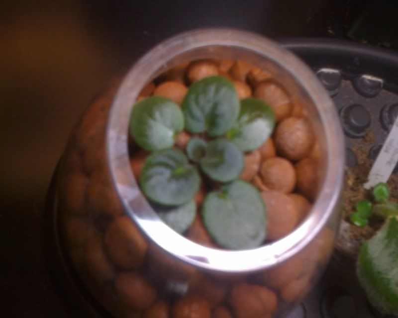 hydroculture experiment